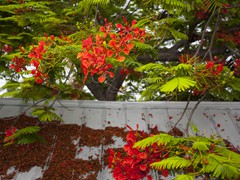C11 - Courtneys Place Key West